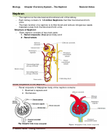 BIOLOGY THE NEPHRON FOR REVISION NOTES-converted.pdf